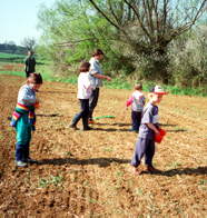 Wildflower planting