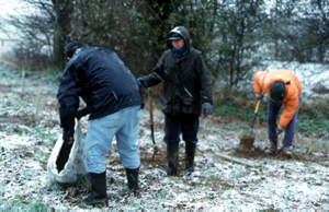 Winter planting