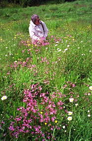 Spring meadow