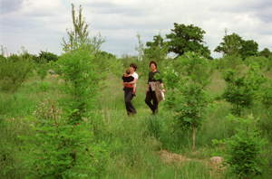 Strolling in Daeda's wood