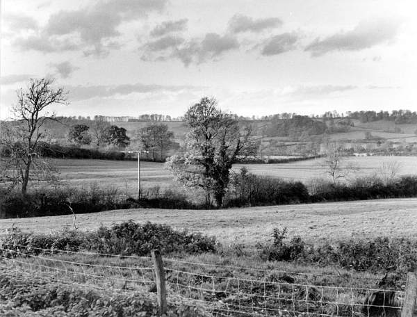 Landscape with hedge oak