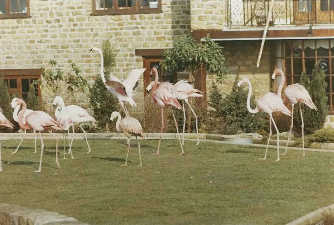 Flamingoes.mod