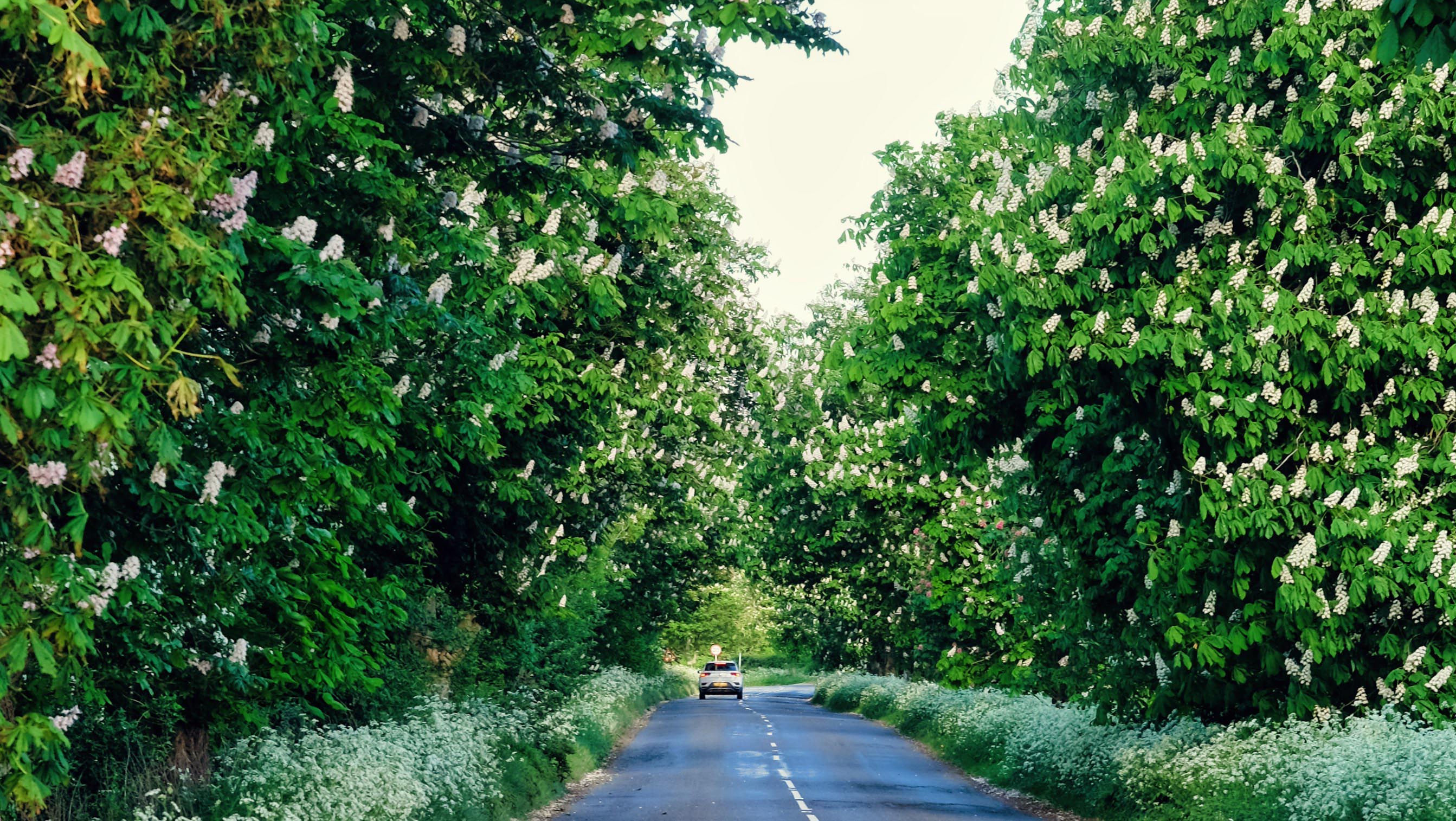 hemptonroadtreesspring3.modjpeg